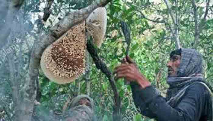 সুন্দরবনে মধু আহরণ করে জীবিকা নির্বাহ করে ৪ হাজার মৌয়াল