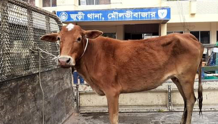 জুড়িতে চুরি হওয়া গরু উদ্ধার