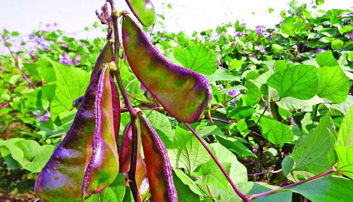 শিমের যত উপকার