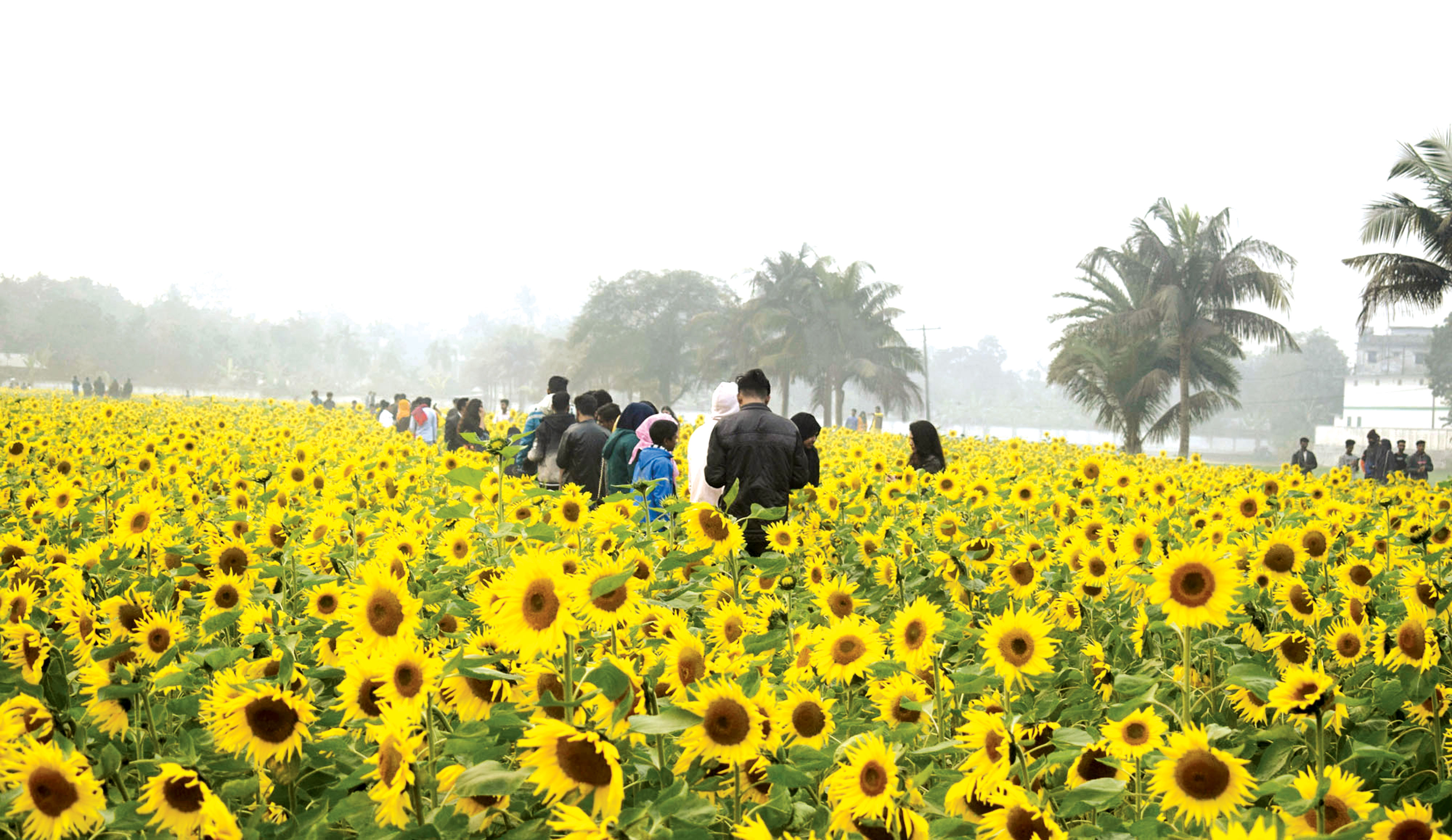 সূর্যমুখী