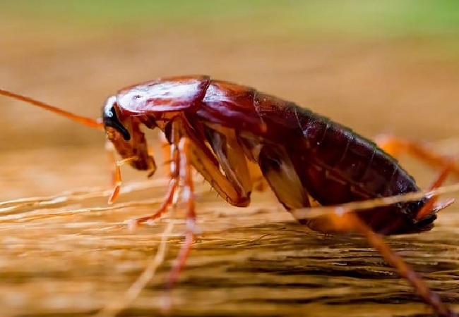 তেলাপোকা মুক্ত করার উপায়