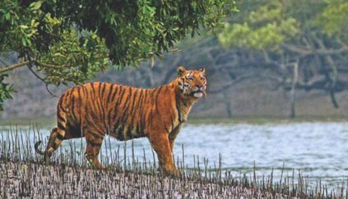 সুন্দরবনে বাঘের আক্রমণে দুই জেলে নিহত