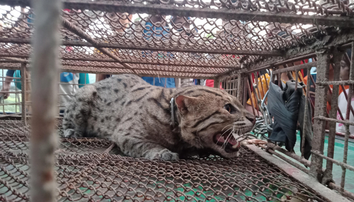 লোকালয়ে ঢুকে পড়ল মেছো বাঘ