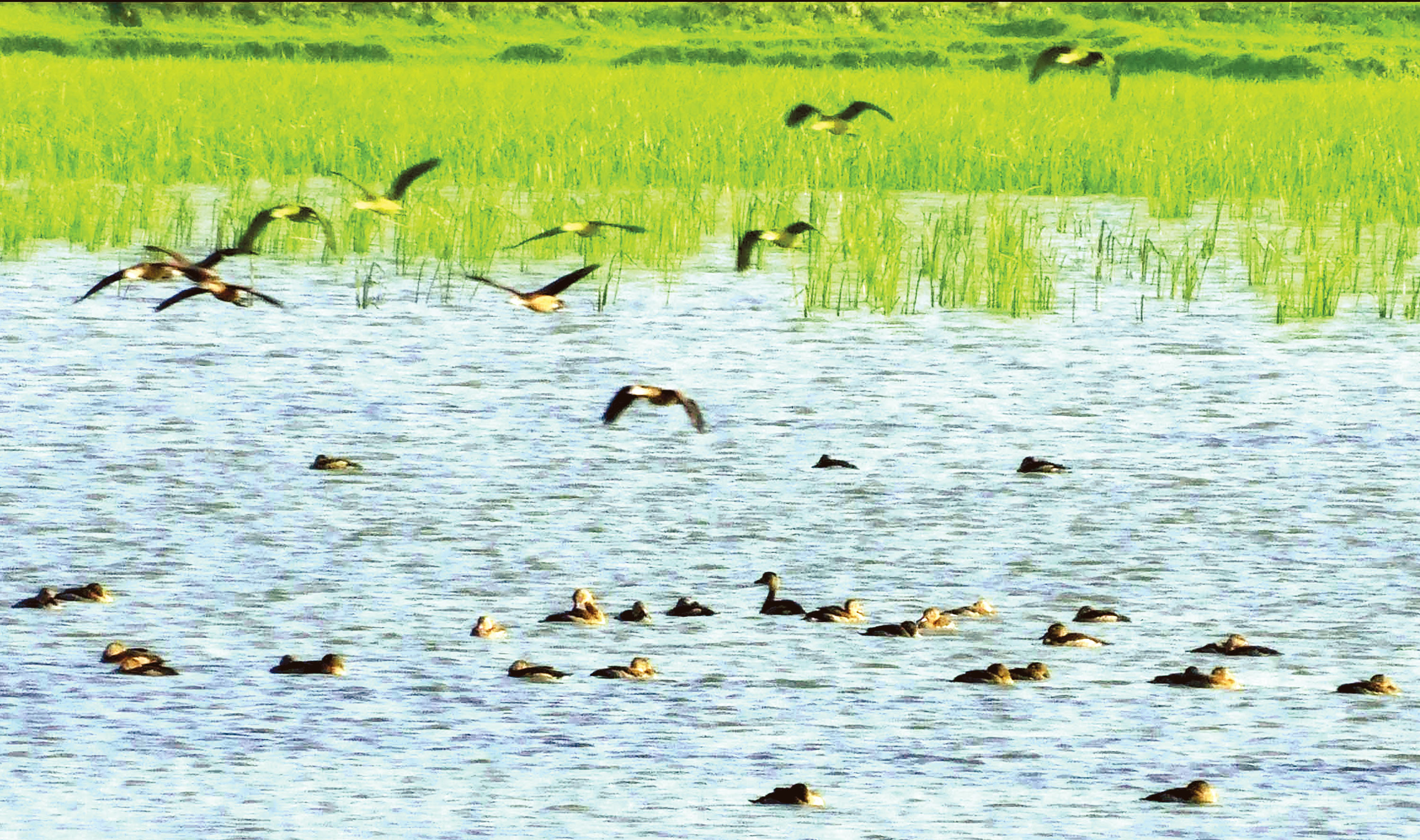অতিথি পাখির কলরবে মুখরিত ঘোপ বাঁওড়