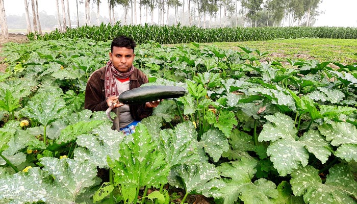 মধ্যপ্রাচ্যের সবজি স্কোয়াশ চাষ হচ্ছে এখন নওগাঁর আত্রাইয়ে