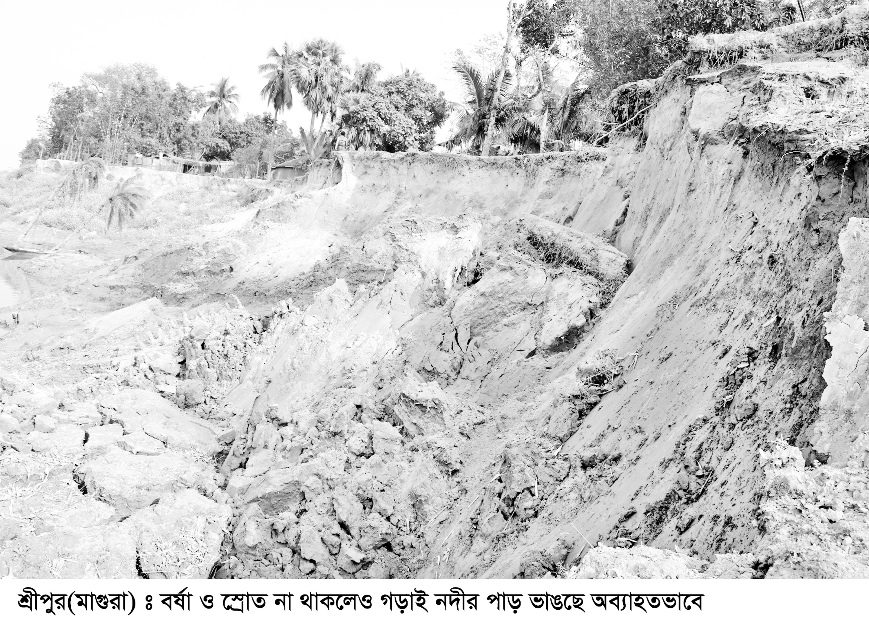 গড়াই নদীর ভাঙনে বিলীন অসংখ্য বাড়ি-ঘর