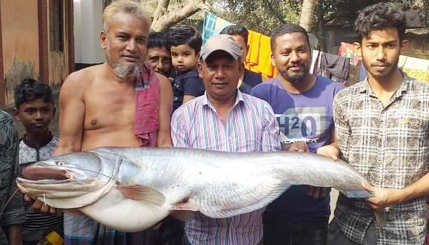 সৌখিন শিকারির বড়শিতে বিশাল বোয়াল মাছ
