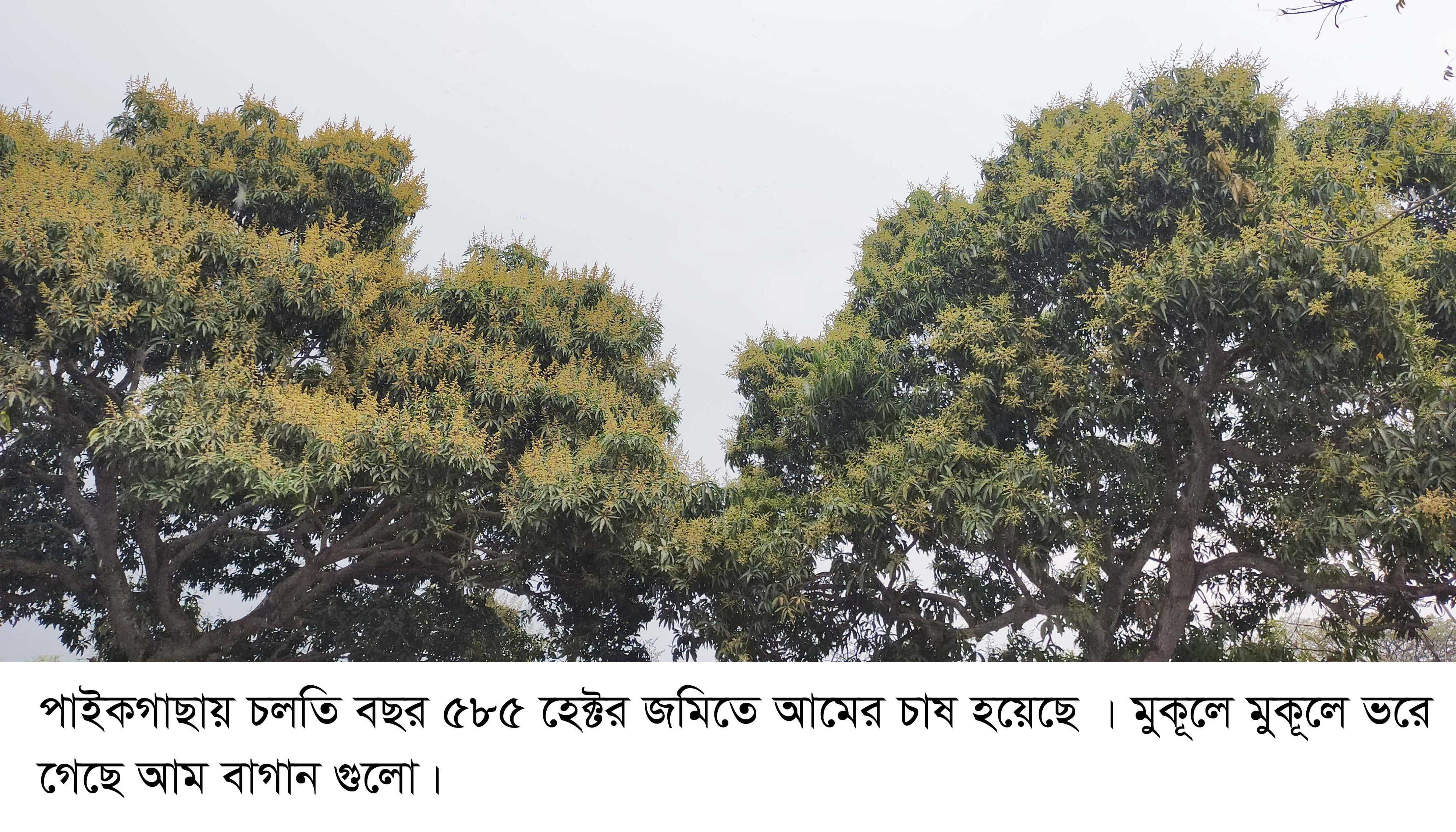 পাইকগাছায় ৫৮৫ হেক্টর জমিতে আমের চাষ