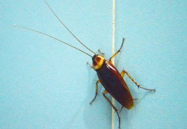 পোকামাকড় তাড়ানোর ঘরোয়া টিপস