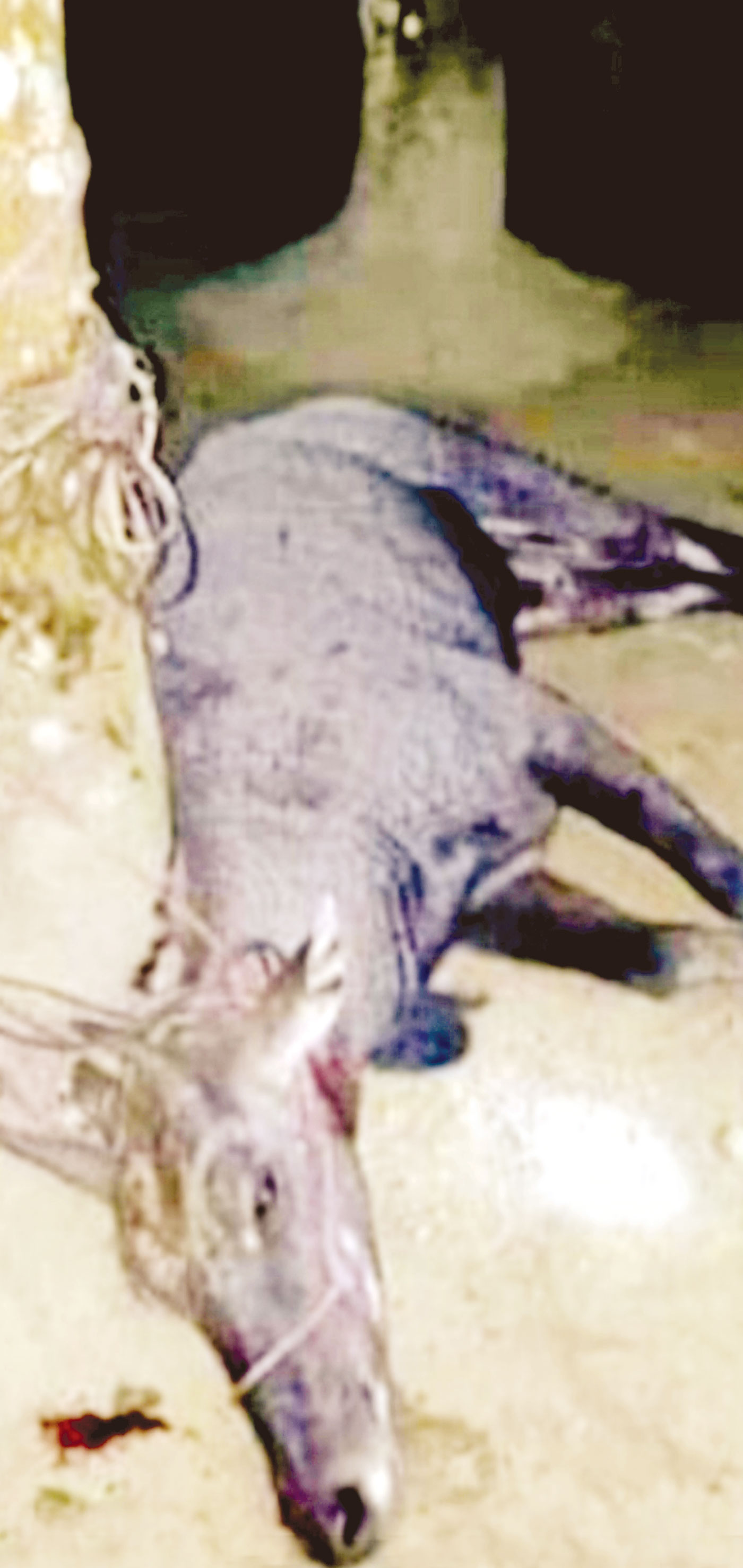ঠাকুরগাঁওয়ে বিলুপ্তপ্রায় নীলগাই উদ্ধার