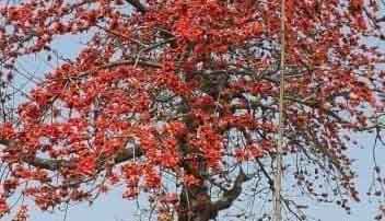 ​শিমুল ফুলে প্রকৃতিতে নতুন রুপের আবির্ভাবে