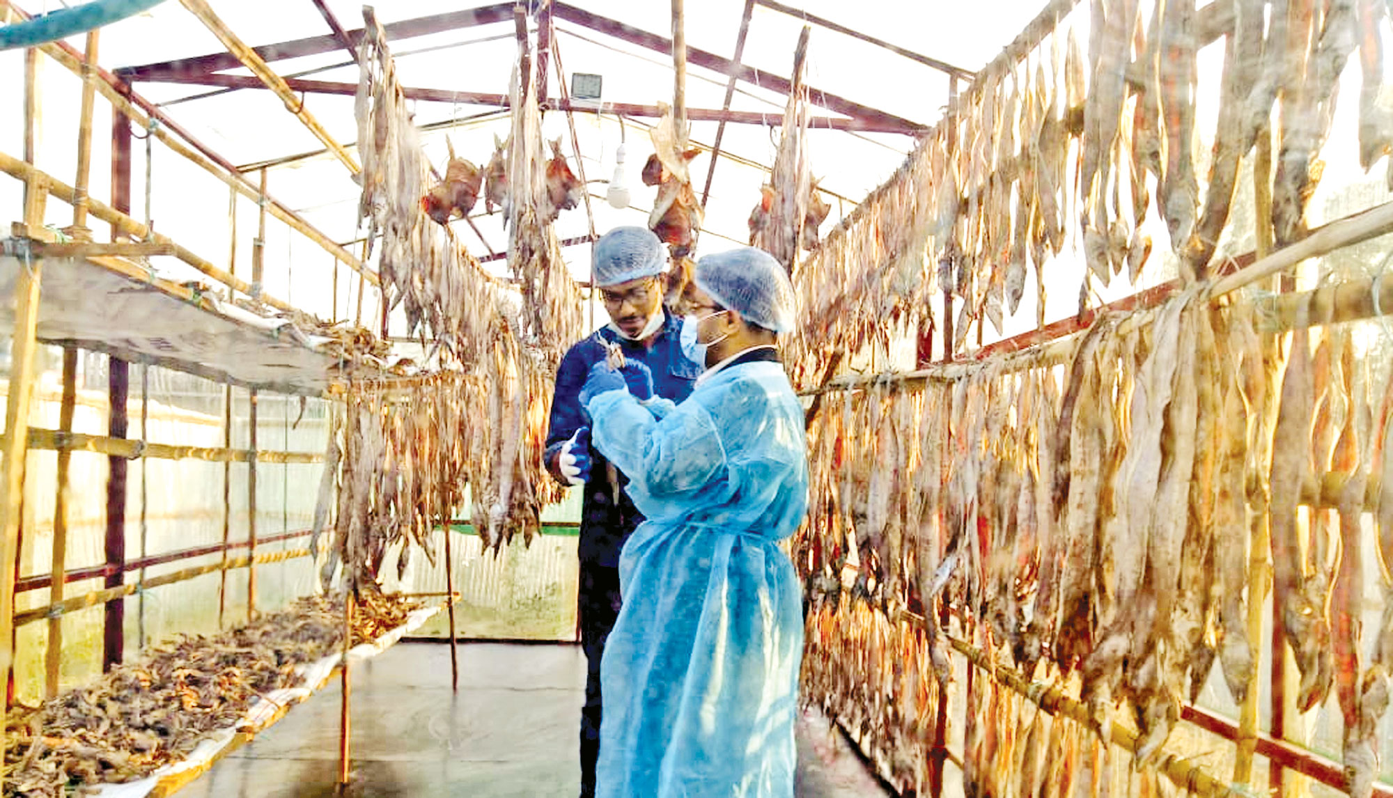 আনোয়ারায় জাপানি প্রযুক্তিতে অর্গানিক শুঁটকি উৎপাদন