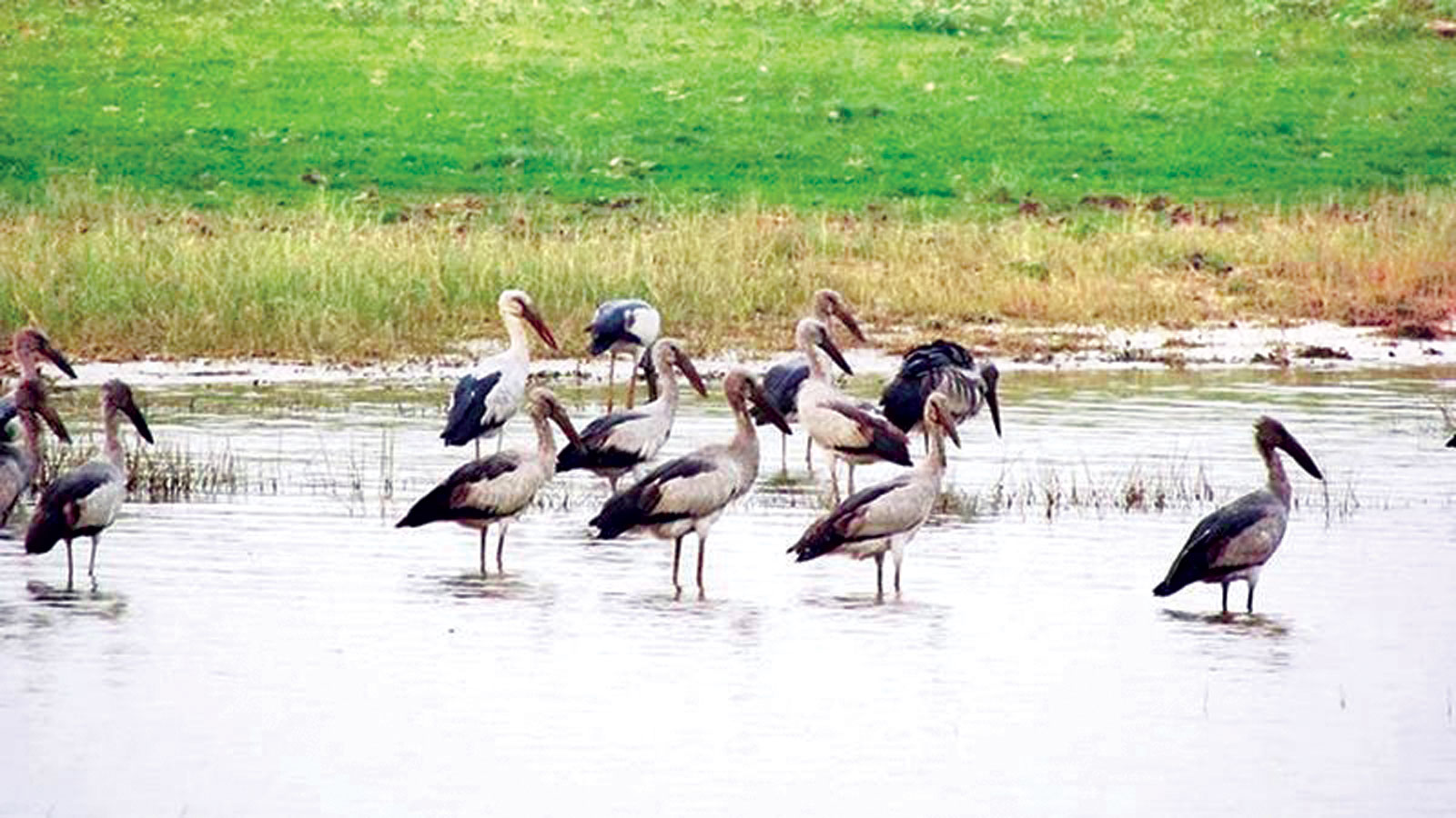 হাকালুকিতে কমেছে অতিথি পাখি