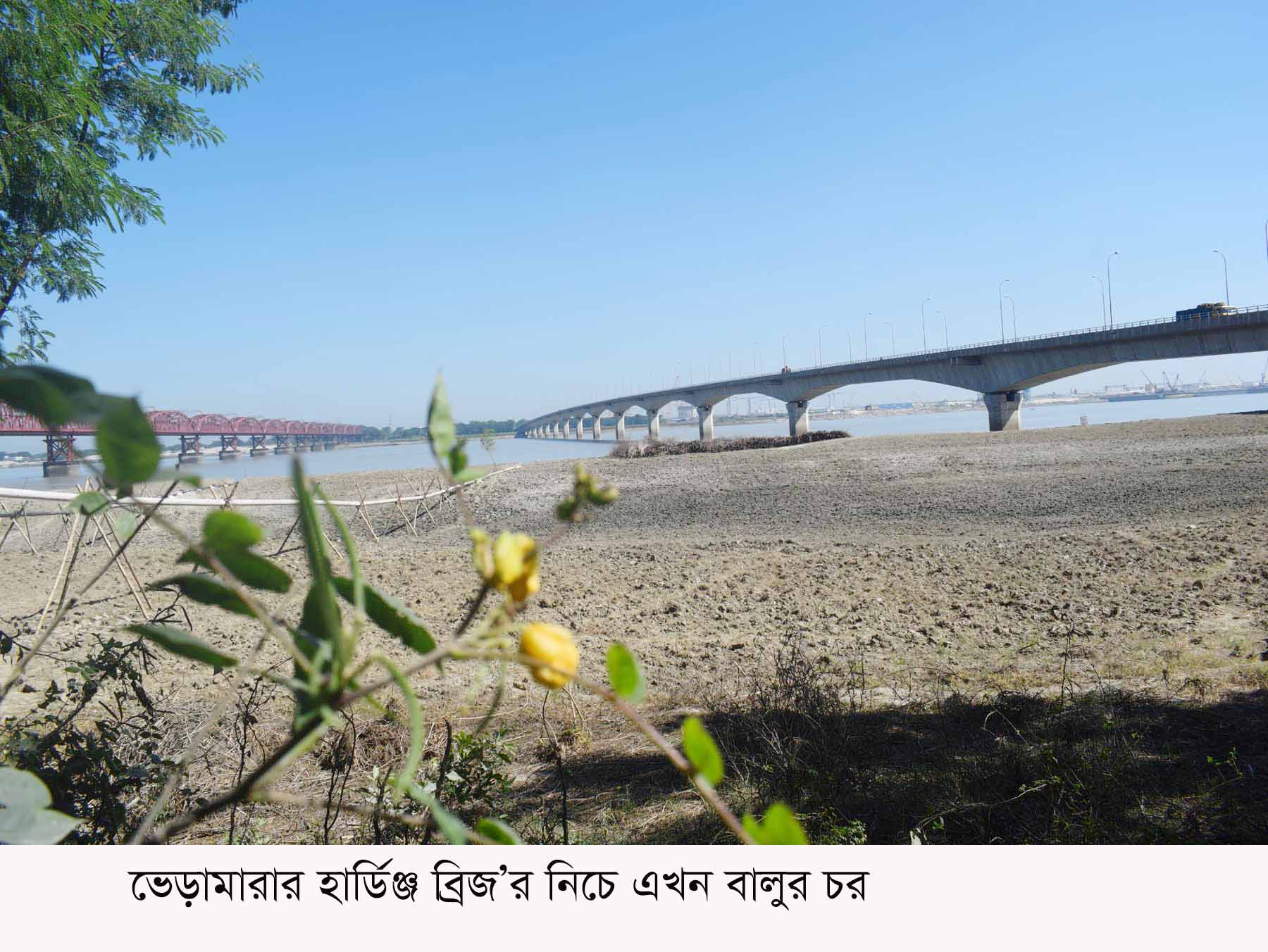 ভেড়ামারার হার্ডিঞ্জ ব্রিজের নিচে এখন বালুর চর