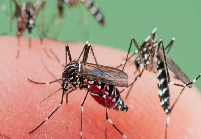 মশার উপদ্রব কমাতে এই ৪টি গাছ বাড়িতে লাগান