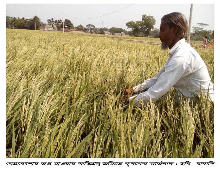 নেত্রকোনার হাওরাঞ্চলে ঝড় হাওয়ায় কৃষকের স্বপ্ন ভঙ্গ