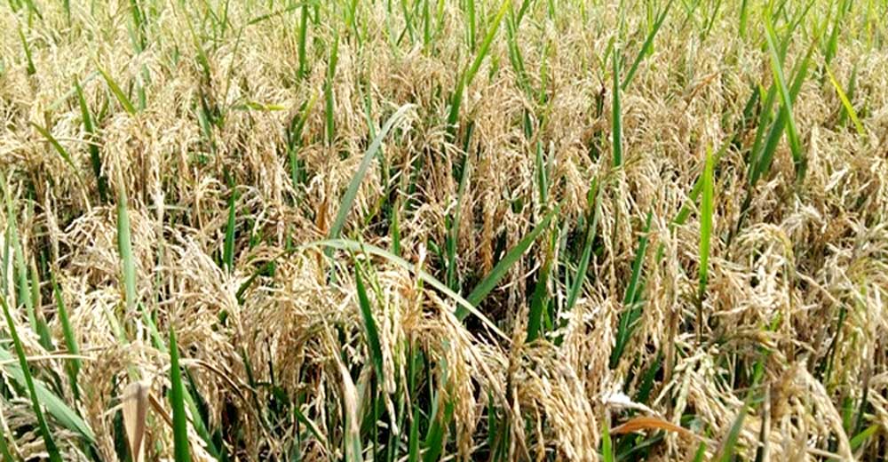 হালুয়াঘাটে কৃষকের ধানক্ষেতে দেখা দিয়েছে ব্লাস্ট রোগ