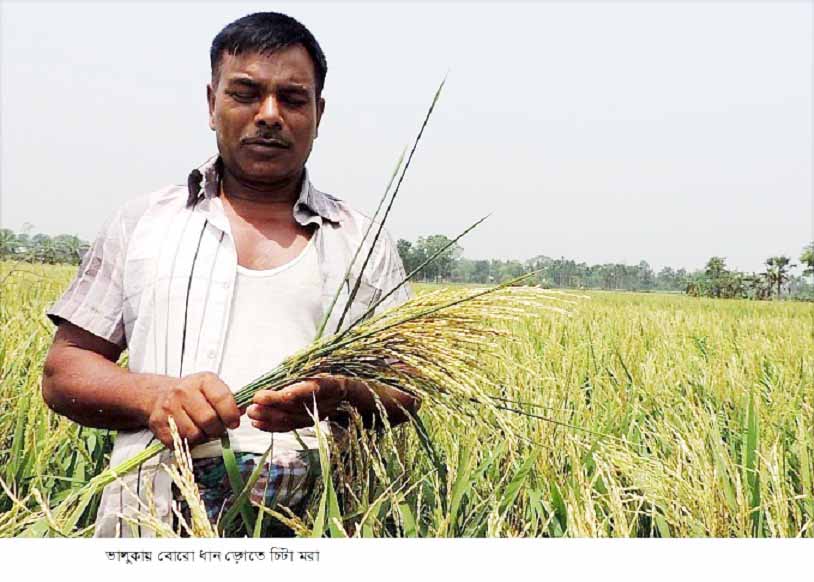 ভালুকায় বোরো ধানে চিটা : কৃষকের হাহাকার