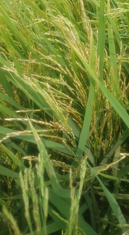 ​ঝিনাইদহে লু হাওয়ায় ১১৭ হেক্টর জমির ধান পুড়েছে