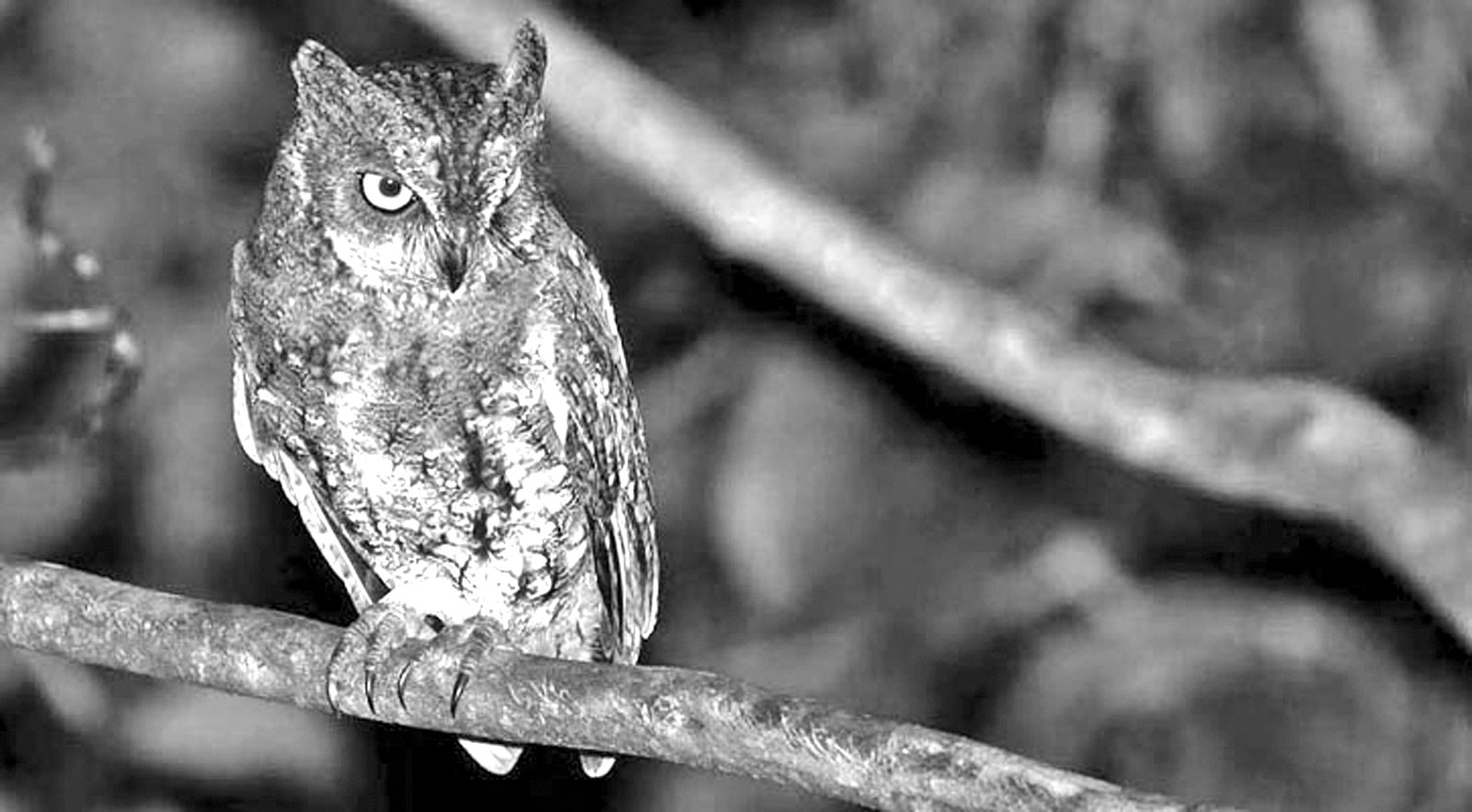 প্রাথমিক সহকারী শিক্ষক নিয়োগ প্রস্তুতি