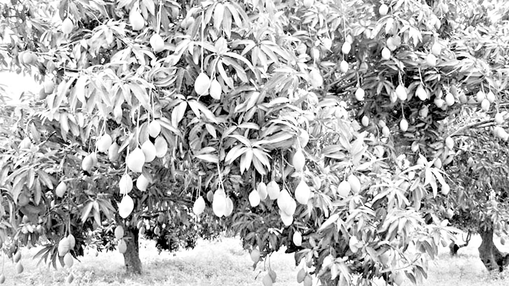 ভোলাহাটে আম নিয়ে জটিলতায় ব্যবসায়ীরা