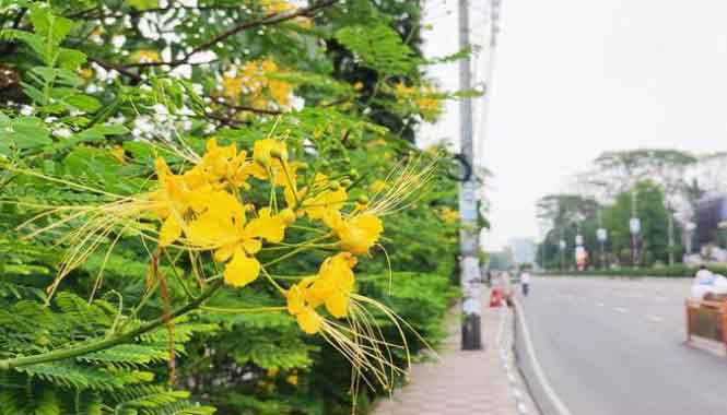 ​দুদিনেই ঢাকার বায়ুর গুণগত মানে ব্যাপক উন্নতি