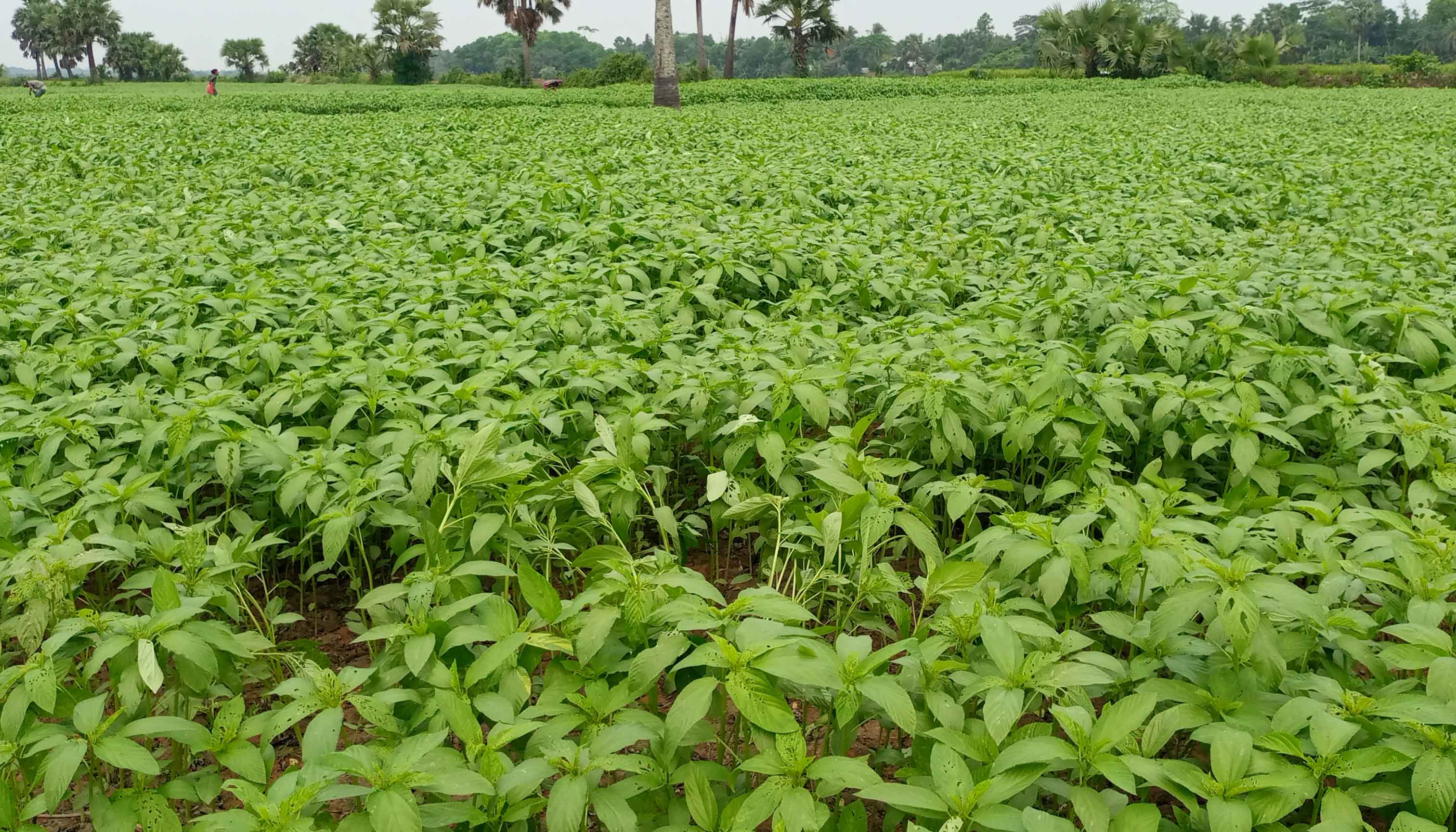 ​সালথায় এবার ১২ হাজার ৩শ হেক্টর জমিতে পাটের আবাদ