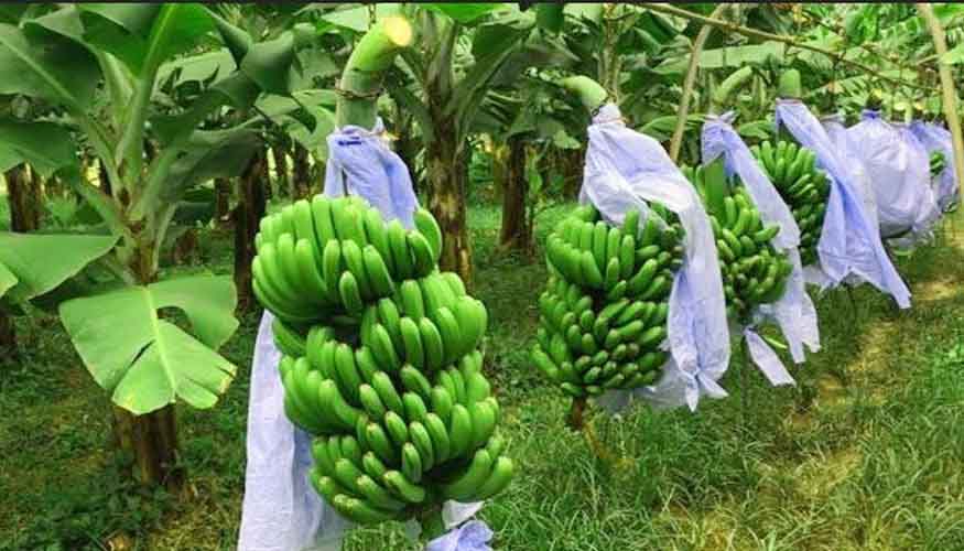 ​মোরেলগঞ্জে কলার বাম্পার ফলনে কৃষকের মুখে হাসি