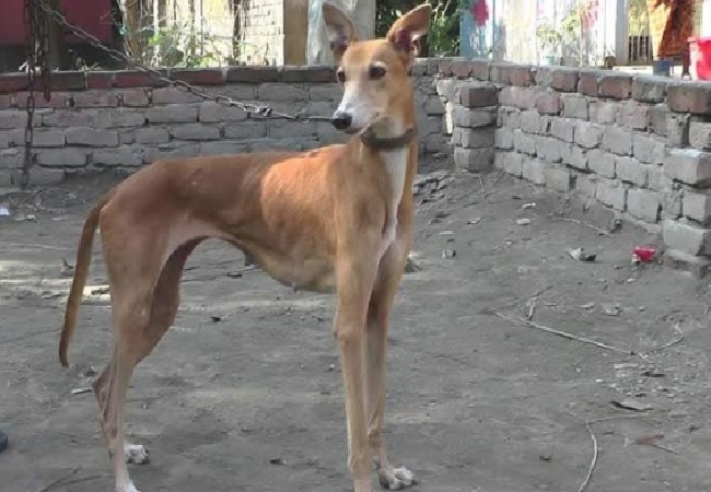 সরাইলে বিলুপ্তের পথে বিশ্বখ্যাত গ্রে-হাউন্ড কুকুর