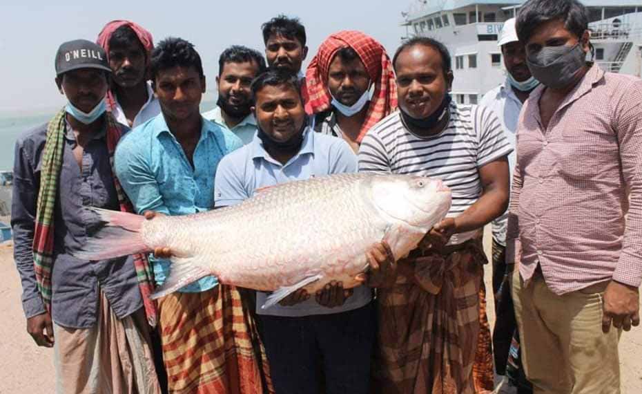 রাজবাড়ীর পদ্মায় জেলের জালে ৩০ কেজির কাতল