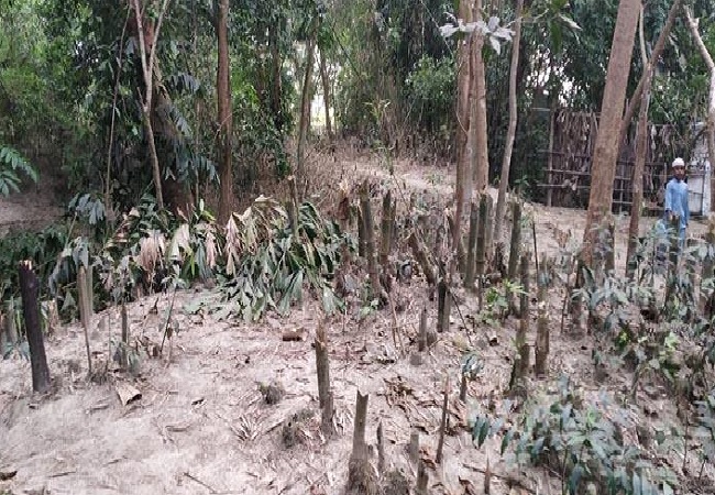 বীর মুক্তিযোদ্ধার বসত বাড়ীতে সন্ত্রাসীদের থাবা