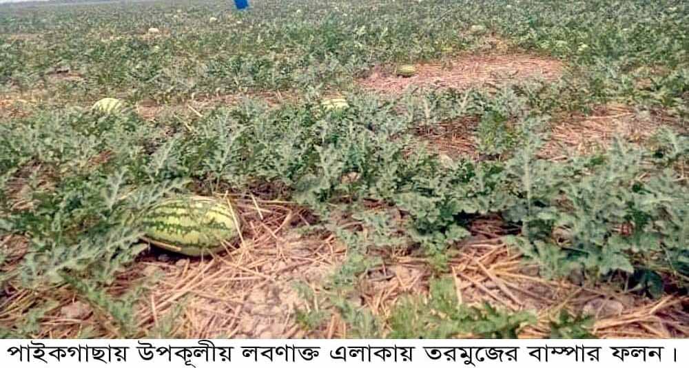 পাইকগাছায় তরমুজের বাম্পার ফলন