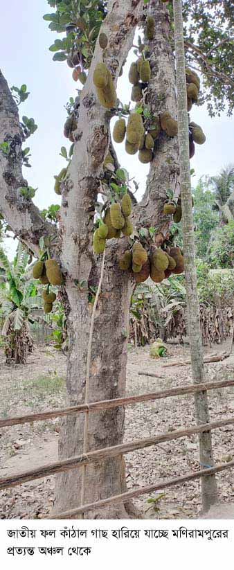 মণিরামপুরে কমে যাচ্ছে কাঁঠাল চাষ