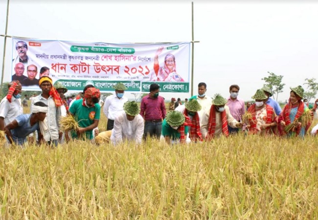 কৃষক লীগের নেতৃত্বে নেত্রকোণায় ধান কেটে দিলেন সমাজ কল্যাণ প্রতিমন্ত্রী