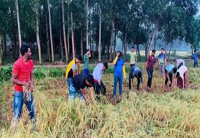 ​সখীপুর বিধবা মহিলার ধান কেটে বাড়ি পৌছে দিল ছাত্রলীগ