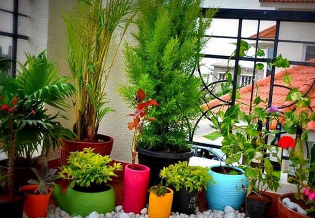 গরমে গাছের যত্ন নেবেন কীভাবে