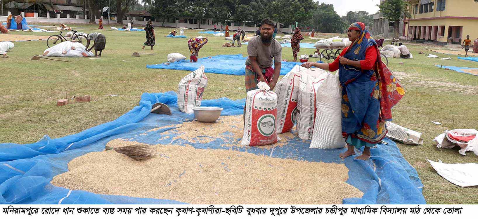 মণিরামপুরে কৃষান-কৃষানিরা ধান শুকাতে ব্যস্ত সময় পার করছেন