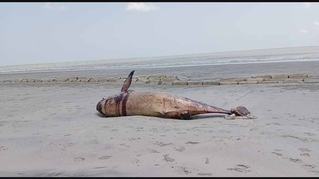 কুয়াকাটার সৈকতে ভেসে এলো ১০ ফুট দৈর্ঘের মৃত ডলফিন