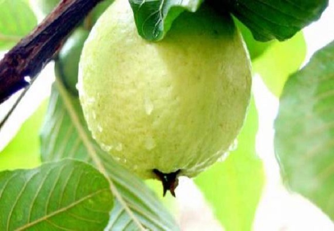 ইফতারে রাখুন স্বাস্থ্যকর ফল পেয়ারা