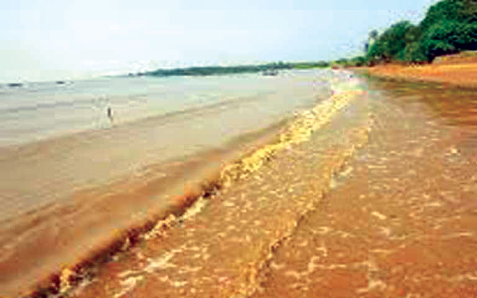 বঙ্গোপসাগরে লাল জোয়ার উদ্বিগ্ন সমুদ্র বিজ্ঞানীরা