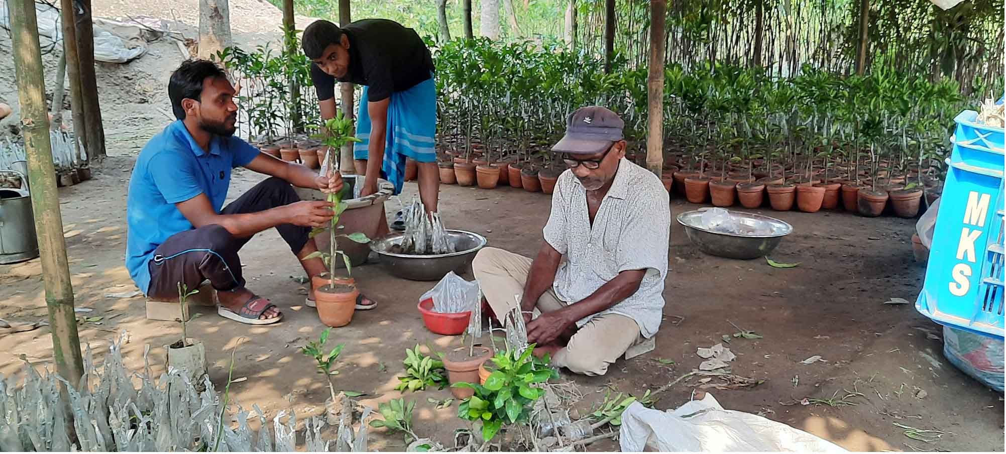 নীলফামারীর মামুন নার্সারী ব্যবসায় এক নব দিগন্তের দ্বার উম্মোচন করেছে