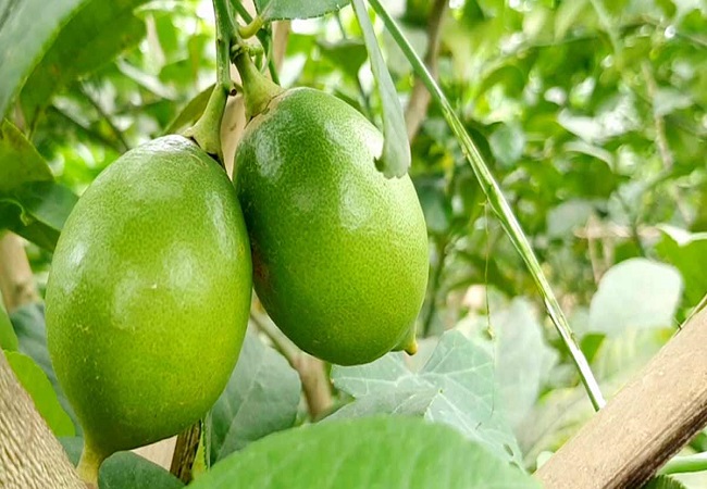 ​বীজহীন লেবু চাষে সফল বিজ্ঞানীরা