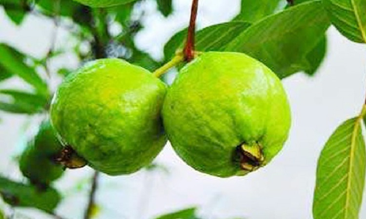 রোগ প্রতিরোধ ক্ষমতা বাড়াতে পেয়ারা