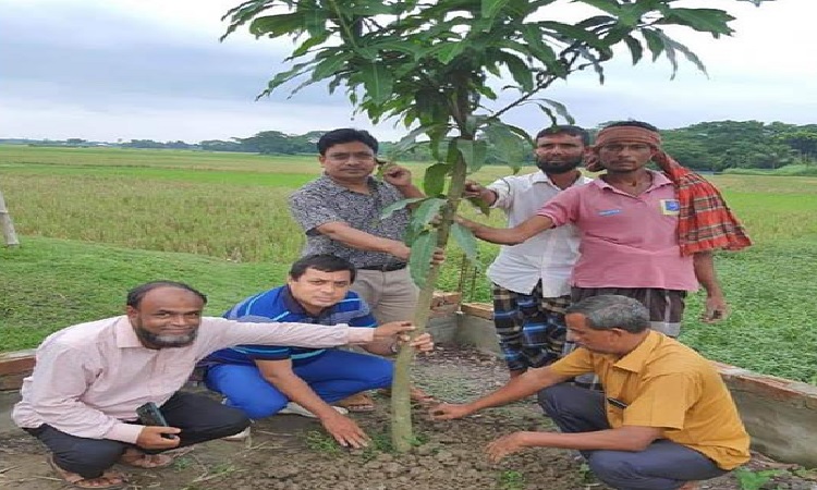 মোহনগঞ্জে ব্যক্তিগত উদ্যোগে বৃক্ষরোপণ