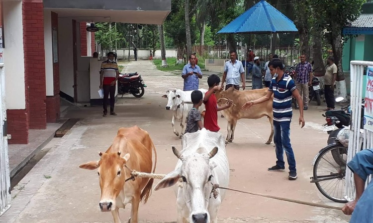 ২৮ দিন পর থানা হাজত থেকে মুক্তি পেল ৪টি গরু