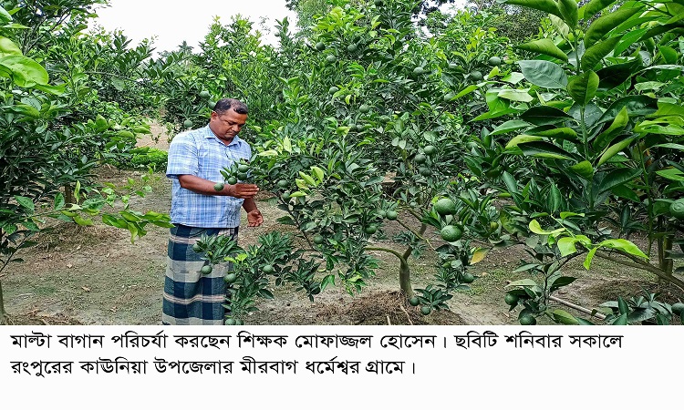 কাউনিয়ায় পতিত জমিতে মাল্টা চাষে স্কুল শিক্ষকের সাফল্য