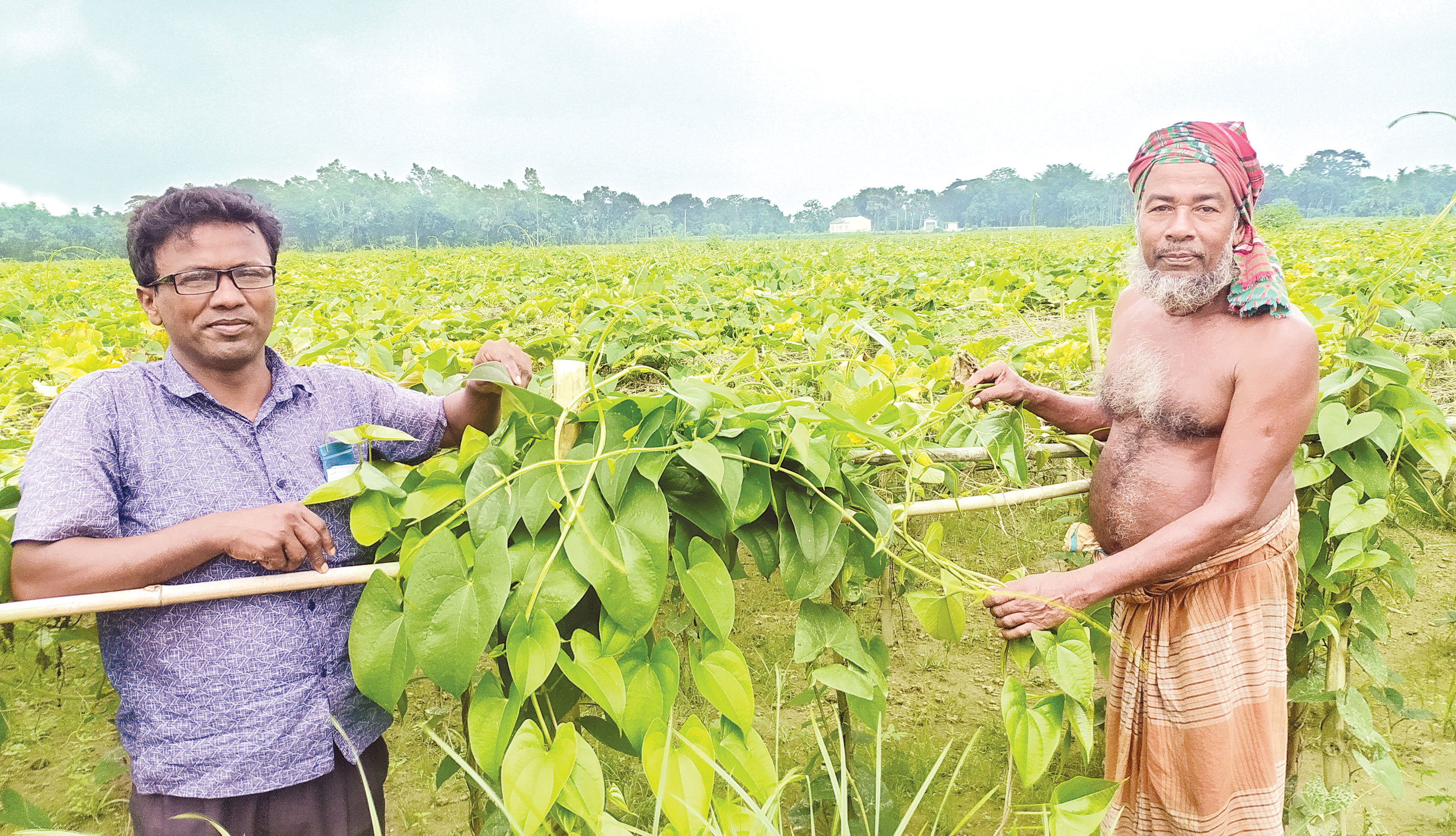 মেটে আলুতে লাভের সন্ধান