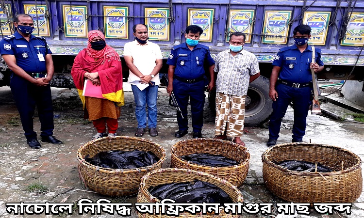 নাচোলে ভ্রাম্যমাণ আদালত অভিযান চালিয়ে নিষিদ্ধ ৪টন মাছ উদ্ধার