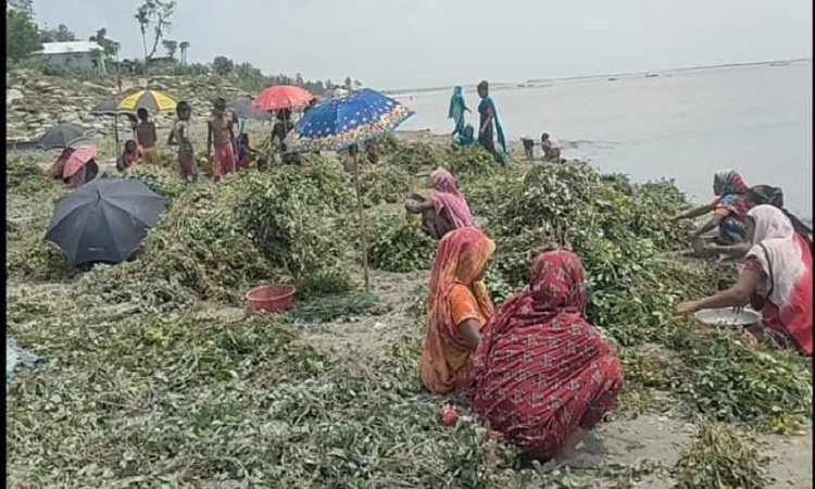 চৌহালীতে  যমুনার পানিতে তলিয়ে যাচ্ছে   চরের শত শত বিঘা বাদামের খেত