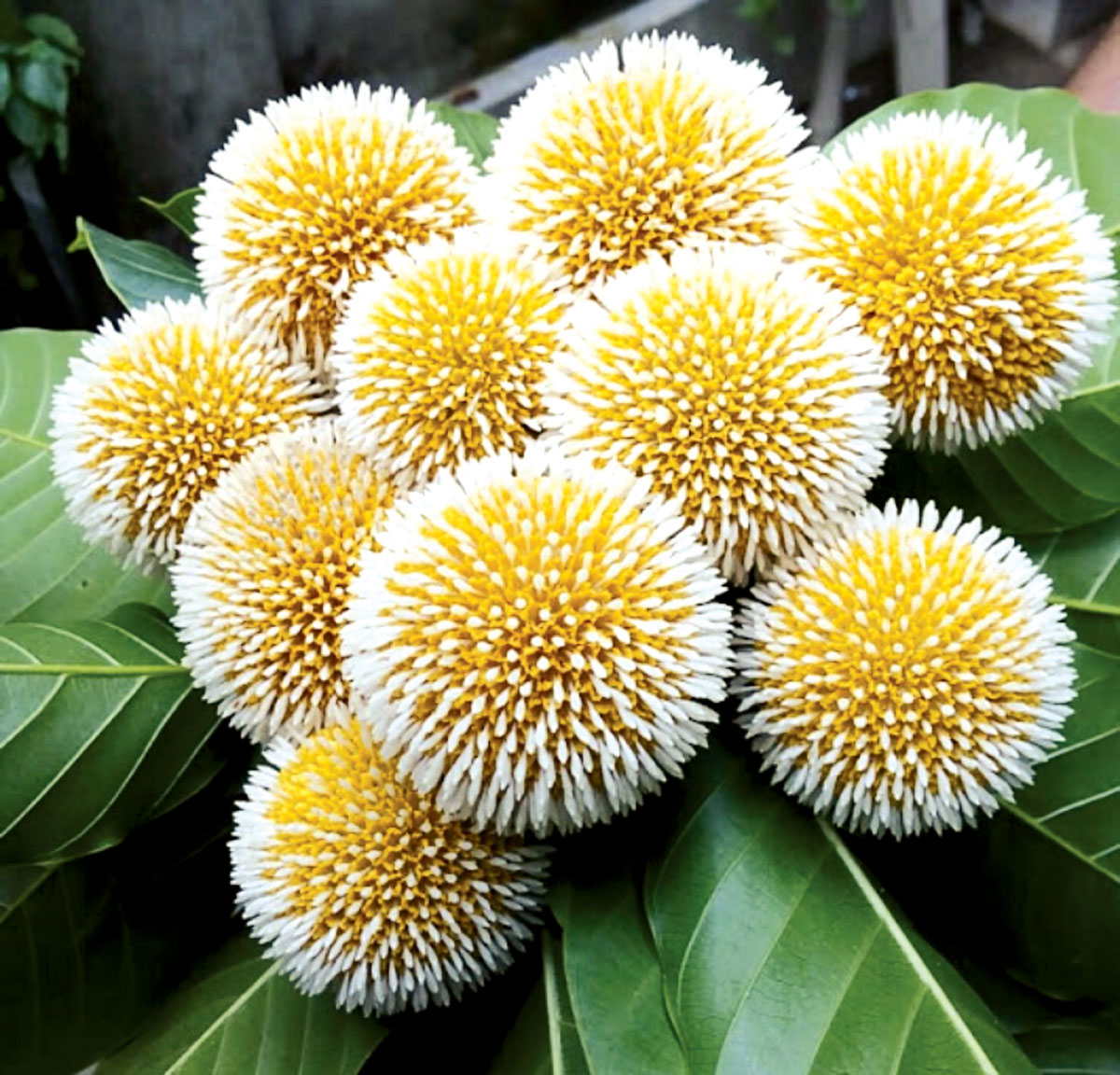 বর্ষার প্রথম দিন আজ